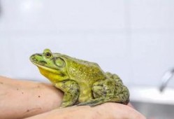 牛蛙饲养爆料视频教程图片