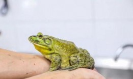 牛蛙饲养爆料视频教程图片