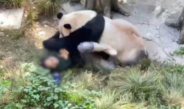 爆料潮汕熊猫视频,网友直呼“萌化人心”