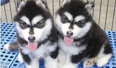 阿拉斯加最新爆料,最新爆料揭示不为人知的真相