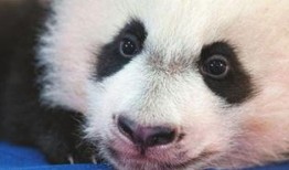 爆料潮汕熊猫视频,网友直呼“萌化人心”