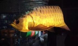 饥饿龙鱼爆料视频,视频爆料揭示其神秘食性之谜