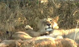 动物世界大爆料视频下载,大爆料视频背后的惊人真相