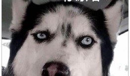 二哈视频爆料大全最新版,萌宠日常，笑料横生，最新版来袭！