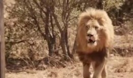 波多吉野衣在线观看,穿越时空的时尚传奇，在线观看带你领略