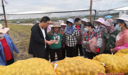 技术者们在线观看土豆