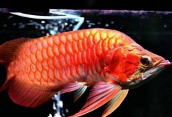 饥饿龙鱼爆料视频,视频爆料揭示其神秘食性之谜