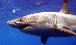 媒体爆料鲨鱼视频大全最新,惊险瞬间，海洋霸主全纪录