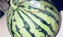黑吃瓜网红,揭秘网络红人背后的暗流涌动