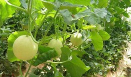 明星的甜瓜爆料视频,揭秘娱乐圈不为人知的秘密