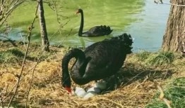 黑天鹅最新爆料视频,揭秘惊天秘密，颠覆传统认知