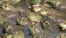 牛蛙饲养爆料视频教程图片