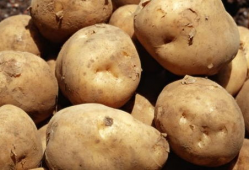 技术者们在线观看土豆