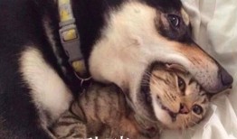 二哈视频爆料大全最新版,萌宠日常，笑料横生，最新版来袭！