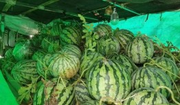 17免费吃瓜在线看,揭秘热门娱乐资讯的便捷窗口